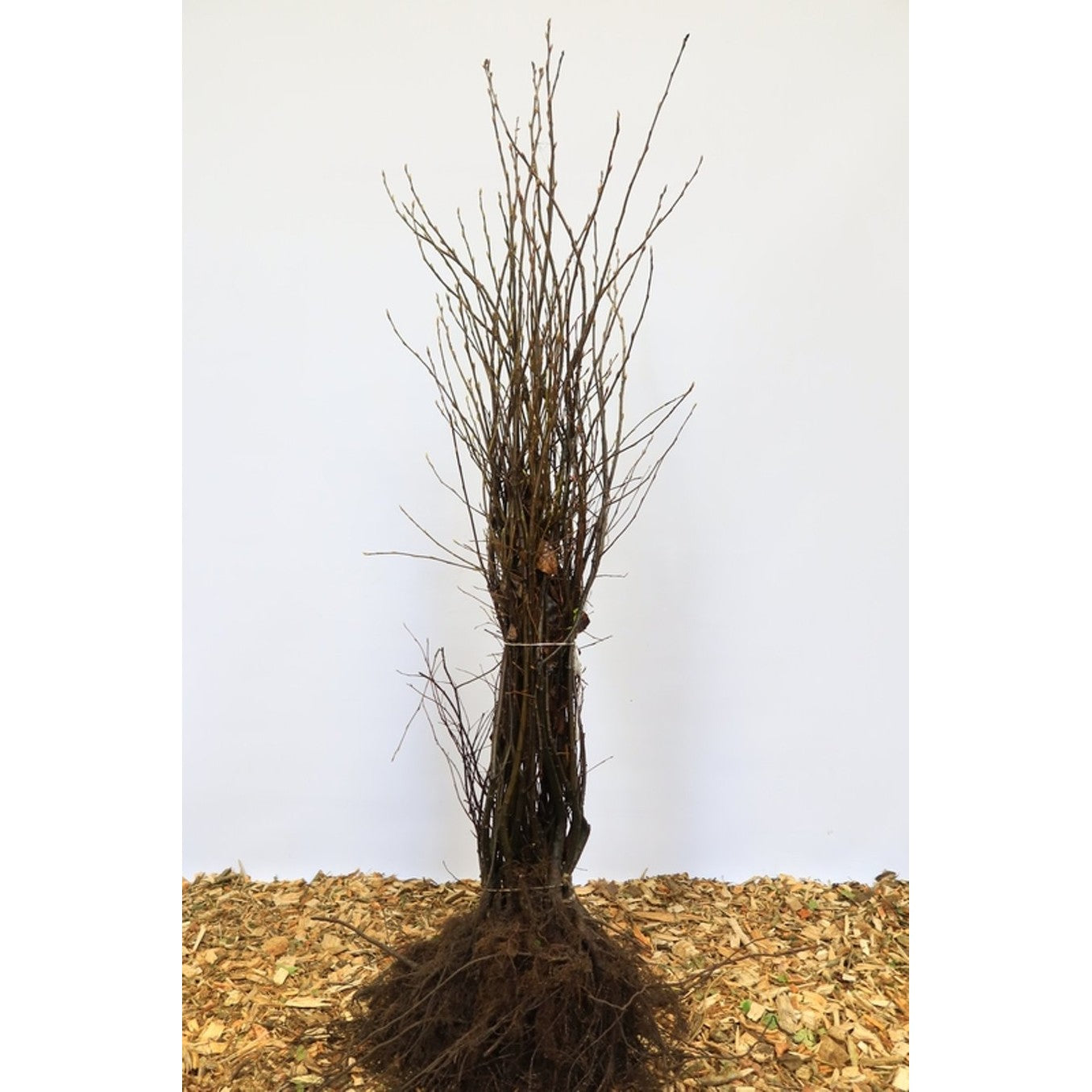 Häggmispel – Amelanchier lamarckii - 80-100 CM bare root 1/2 1-2 branche